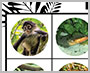 “Rainforest BINGO” free player 2 printable thumbnail